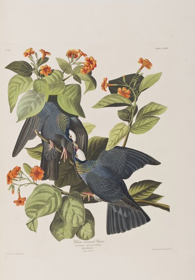 Illustrasjon fra 'Birds of America' av John James Audubon