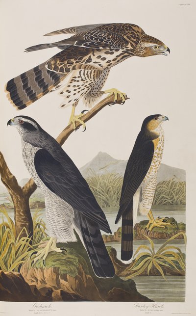 Illustrasjon fra 'Birds of America' av John James Audubon
