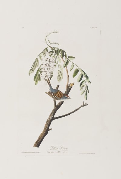 Illustrasjon fra 'Birds of America' av John James Audubon