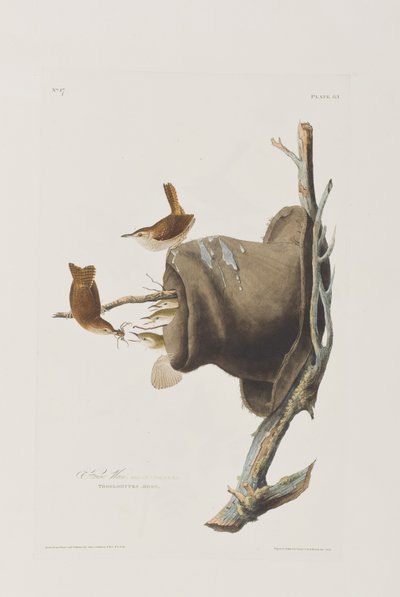 Illustrasjon fra 'Birds of America' av John James Audubon