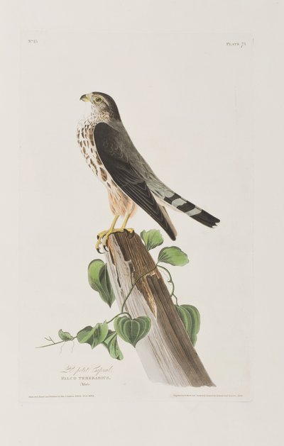 Illustrasjon fra 'Birds of America' av John James Audubon