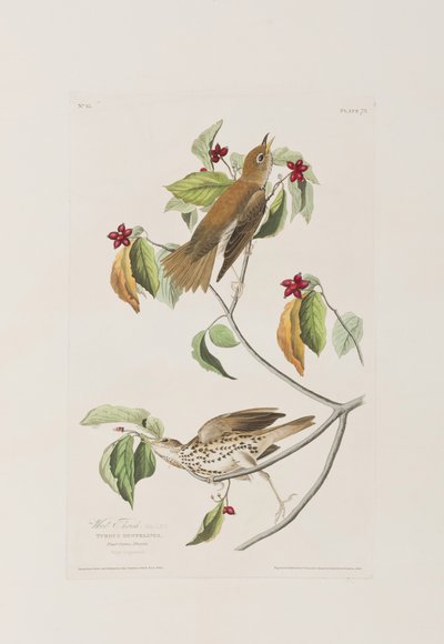 Illustrasjon fra 'Birds of America' av John James Audubon