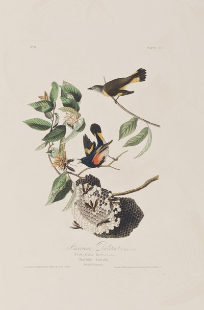 Illustrasjon fra 'Birds of America' av John James Audubon