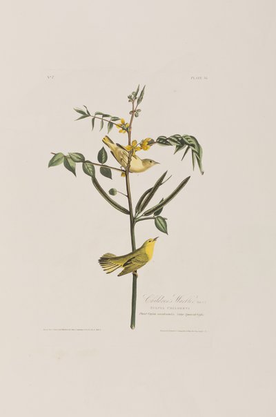 Illustrasjon fra 'Birds of America' av John James Audubon