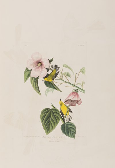 Illustrasjon fra 'Birds of America' av John James Audubon