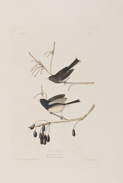 Illustrasjon fra 'Birds of America' av John James Audubon