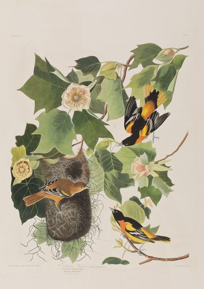 Illustrasjon fra 'Birds of America' av John James Audubon