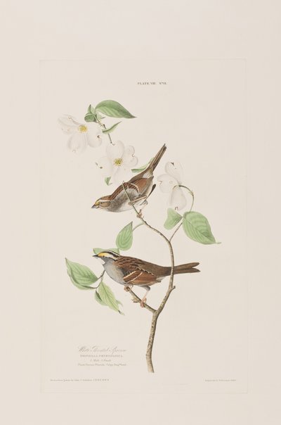 Illustrasjon fra 'Birds of America' av John James Audubon
