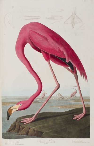 Illustrasjon fra 'Birds of America' av John James Audubon