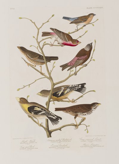 Illustrasjon fra 'Birds of America' av John James Audubon