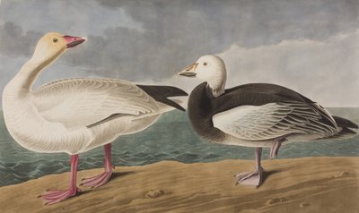 Illustrasjon fra 'Birds of America' av John James Audubon