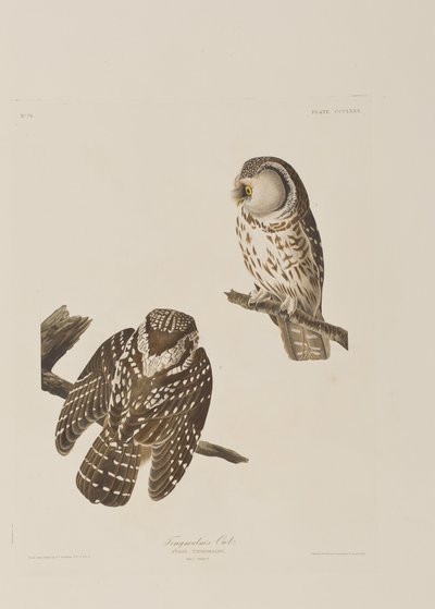 Illustrasjon fra 'Birds of America' av John James Audubon