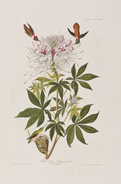 Illustrasjon fra 'Birds of America' av John James Audubon