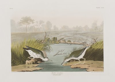 Illustrasjon fra 'Birds of America' av John James Audubon