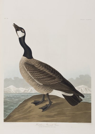 Illustrasjon fra 'Birds of America' av John James Audubon