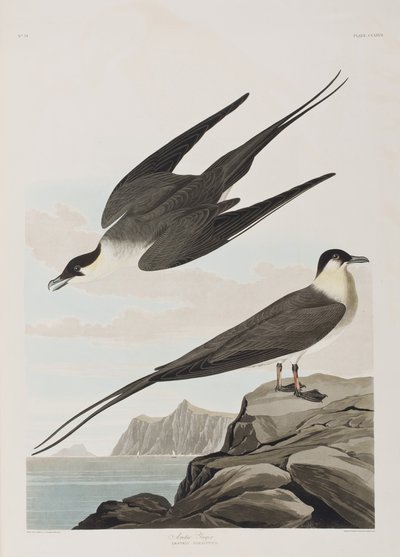 Illustrasjon fra 'Birds of America' av John James Audubon