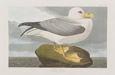 Illustrasjon fra 'Birds of America' av John James Audubon