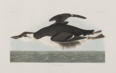 Illustrasjon fra 'Birds of America' av John James Audubon