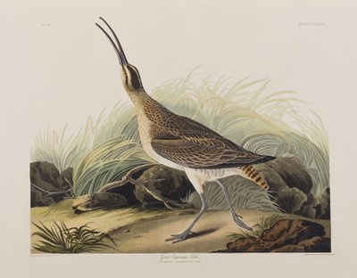 Illustrasjon fra 'Birds of America' av John James Audubon