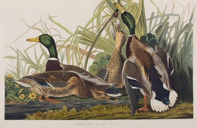 Illustrasjon fra 'Birds of America' av John James Audubon