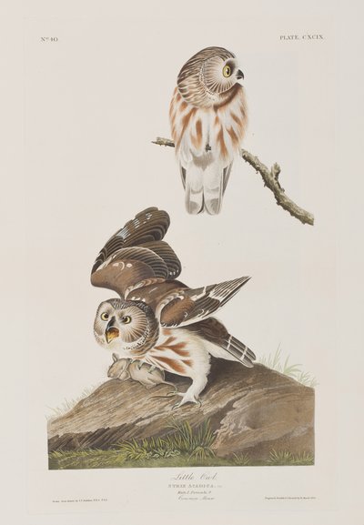 Illustrasjon fra 'Birds of America' av John James Audubon