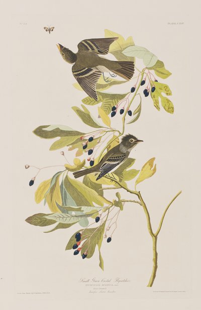Illustrasjon fra 'Birds of America' av John James Audubon