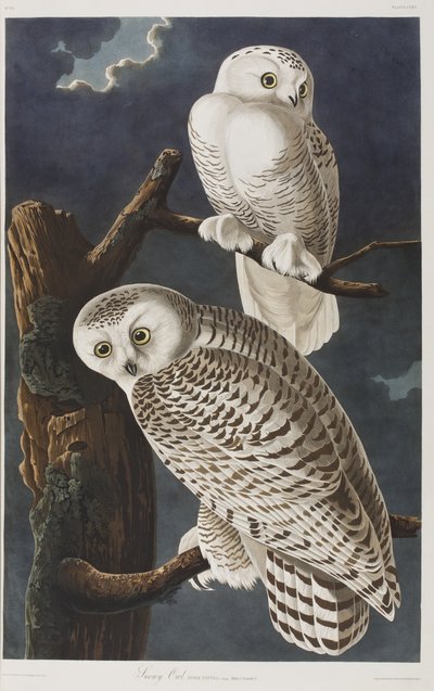 Illustrasjon fra 'Birds of America' av John James Audubon