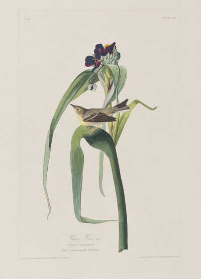 Illustrasjon fra 'Birds of America' av John James Audubon