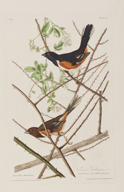 Illustrasjon fra 'Birds of America' av John James Audubon