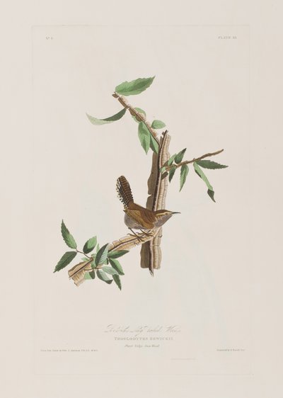 Illustrasjon fra 'Birds of America' av John James Audubon