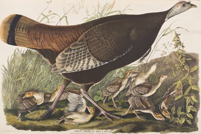 Illustrasjon fra 'Birds of America' av John James Audubon