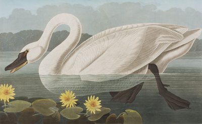Illustrasjon fra 'Birds of America' av John James Audubon