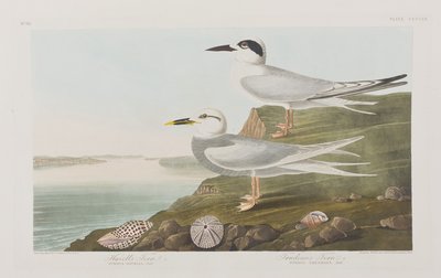 Illustrasjon fra 'Birds of America' av John James Audubon