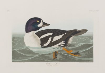 Illustrasjon fra 'Birds of America' av John James Audubon