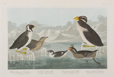 Illustrasjon fra 'Birds of America' av John James Audubon