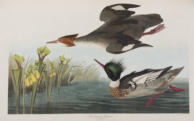Illustrasjon fra 'Birds of America' av John James Audubon