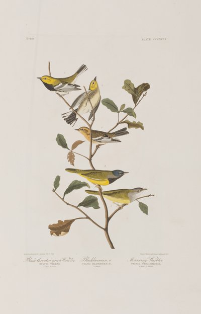 Illustrasjon fra 'Birds of America' av John James Audubon