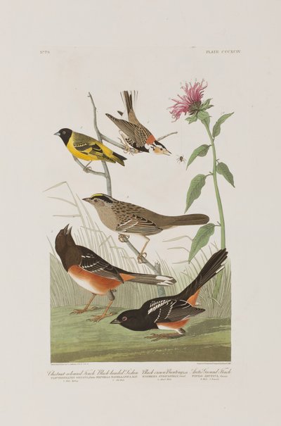 Illustrasjon fra 'Birds of America' av John James Audubon