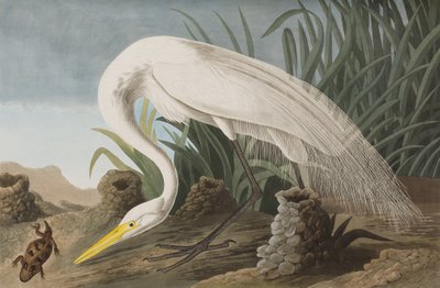 Illustrasjon fra 'Birds of America' av John James Audubon