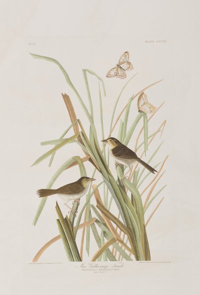 Illustrasjon fra 'Birds of America' av John James Audubon