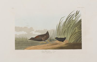 Illustrasjon fra 'Birds of America' av John James Audubon