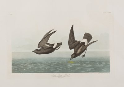 Illustrasjon fra 'Birds of America' av John James Audubon