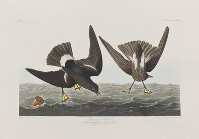 Illustrasjon fra 'Birds of America' av John James Audubon