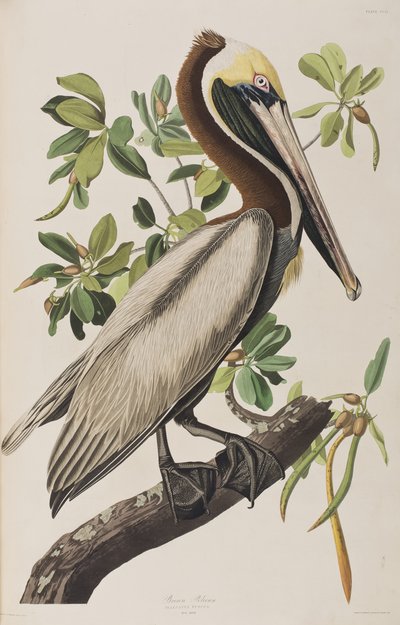 Illustrasjon fra 'Birds of America' av John James Audubon