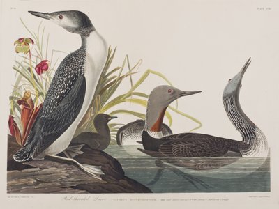 Illustrasjon fra 'Birds of America' av John James Audubon
