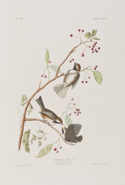 Illustrasjon fra 'Birds of America' av John James Audubon