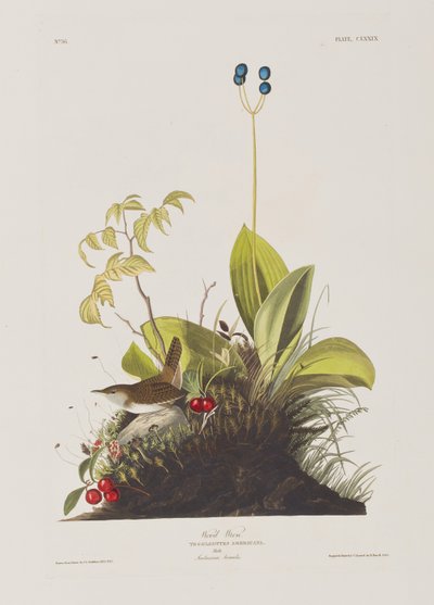 Illustrasjon fra 'Birds of America' av John James Audubon