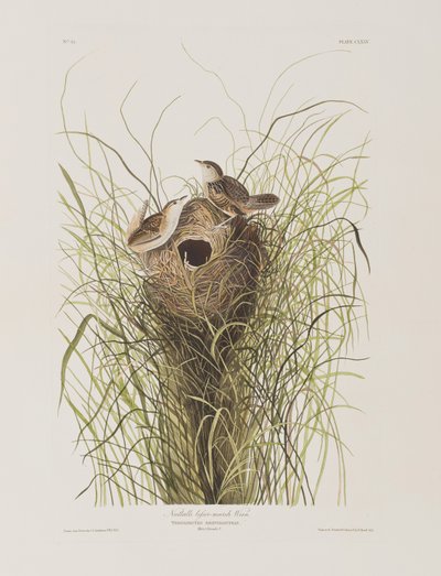 Illustrasjon fra 'Birds of America' av John James Audubon