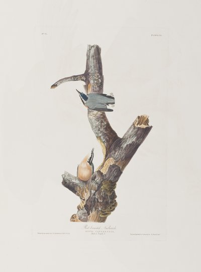 Illustrasjon fra 'Birds of America' av John James Audubon
