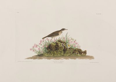 Illustrasjon fra 'Birds of America' av John James Audubon